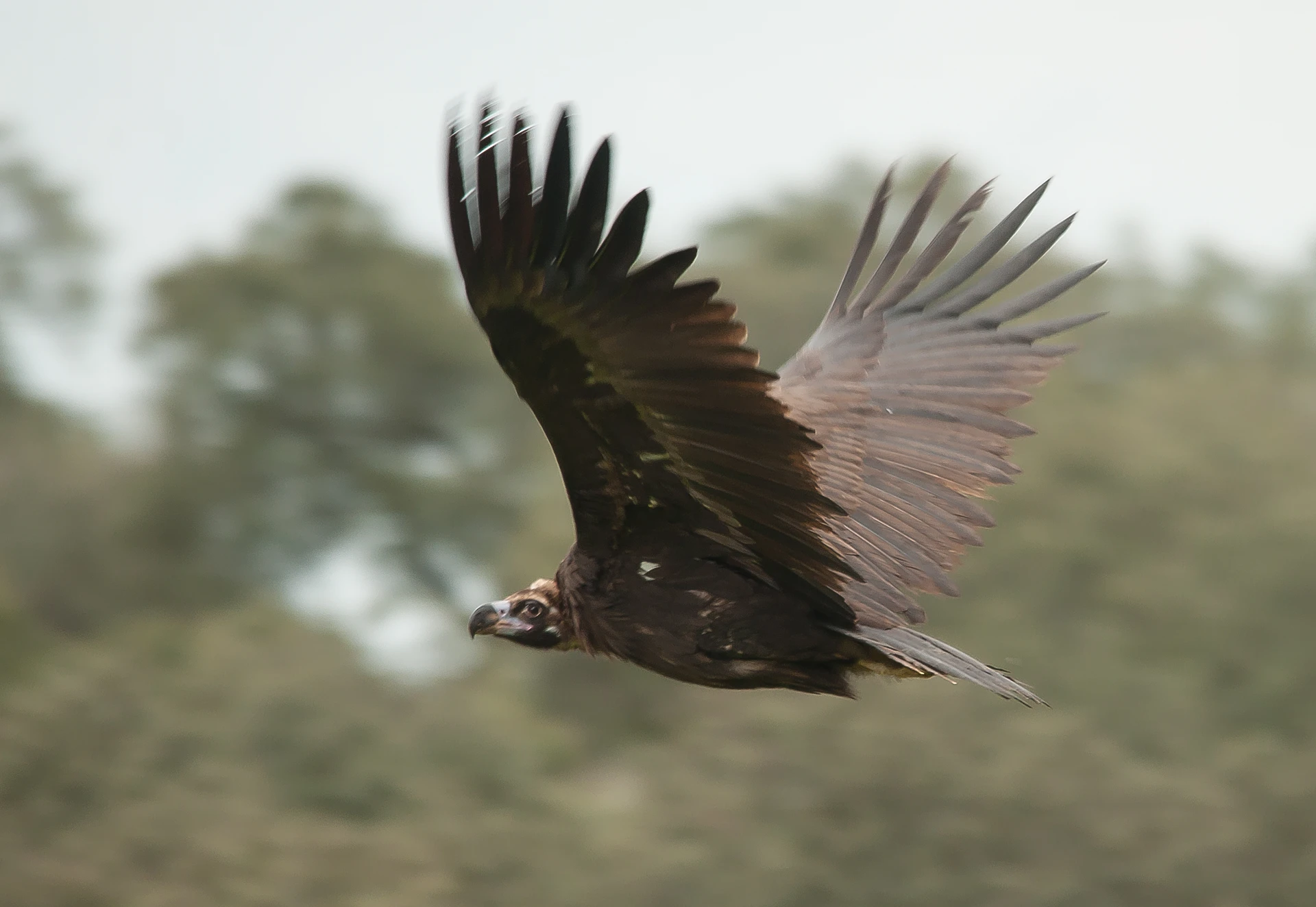 abutre-preto em voo