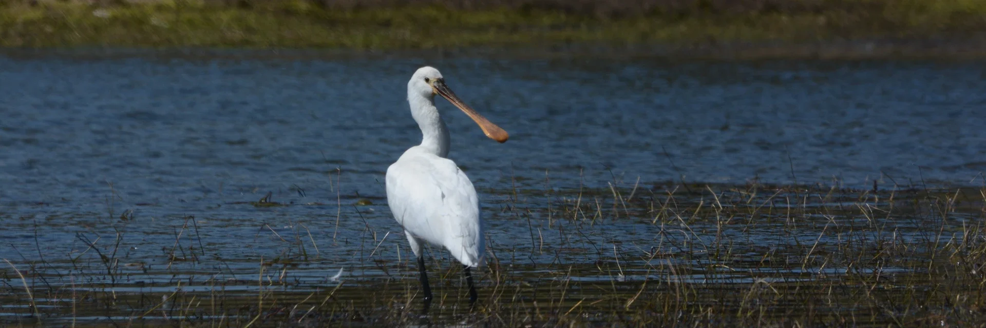 Observação de aves