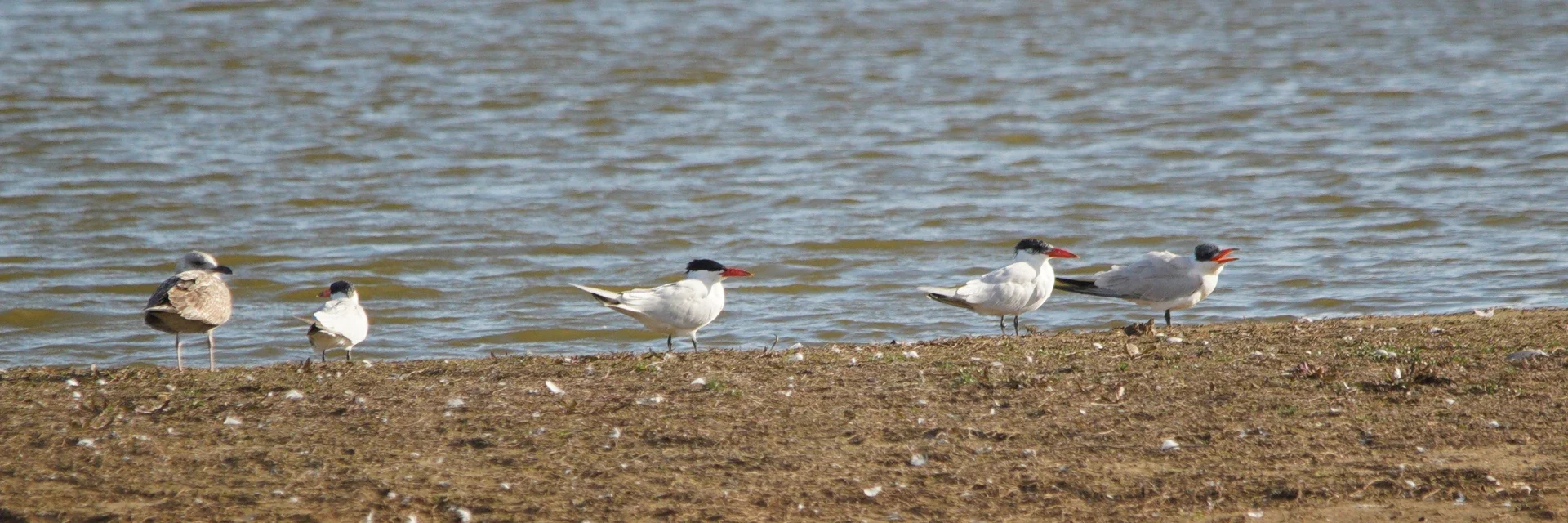 Observação de aves