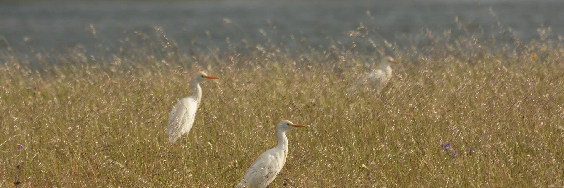 Observação de aves